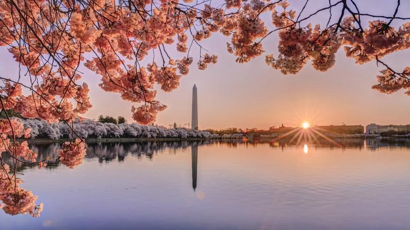 Cherry Blossoms in Washington DC at sunrise.
