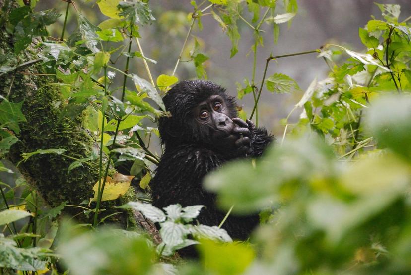Baby gorilla in Bwindi Impenetrable National Park