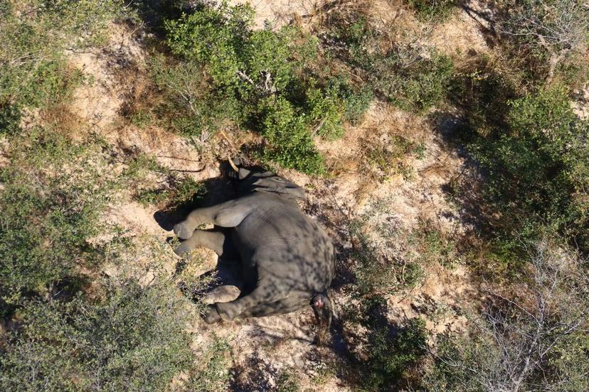 Hundreds of elephants were discovered to have died in Botswana © National Park Rescue