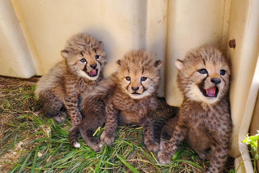 These adorable cheetahs have received their names © Adrienne Crosier via SCBI