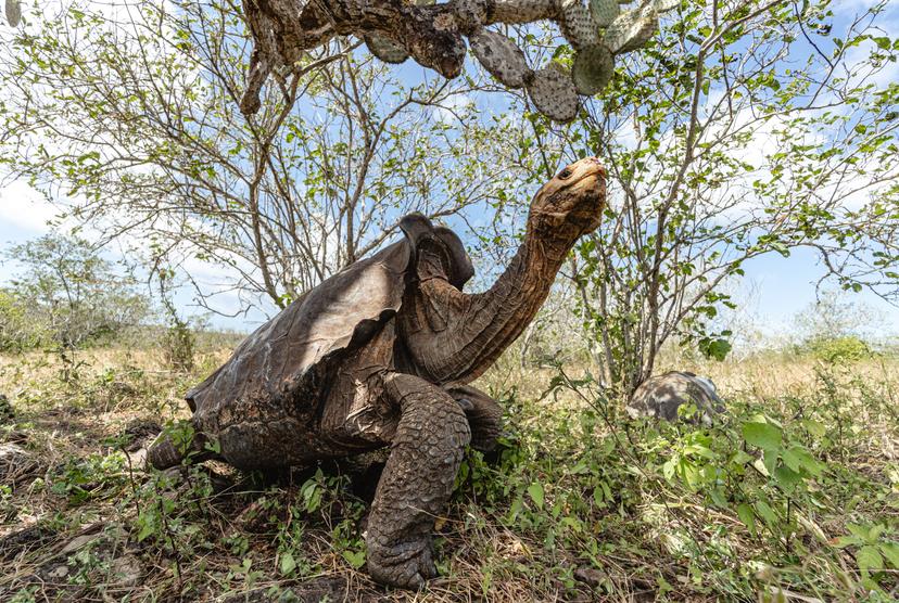 The tortoises have returned home © Andrés Cruz/GTRI – Galapagos Conservancy