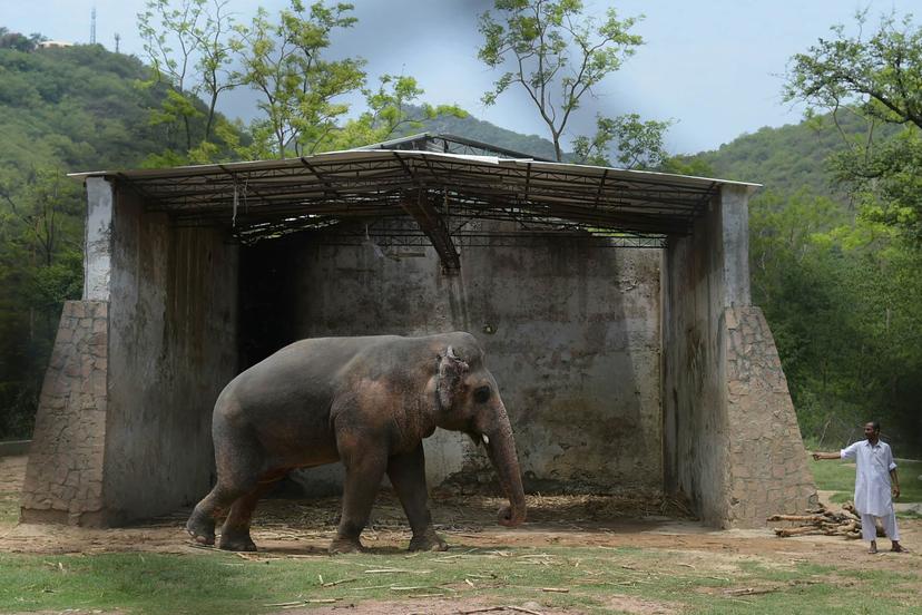 Kaavan was dubbed the "world’s loneliest elephant" at his old home © ​​​​​​​Aamir QureshI/AFP via Getty Images