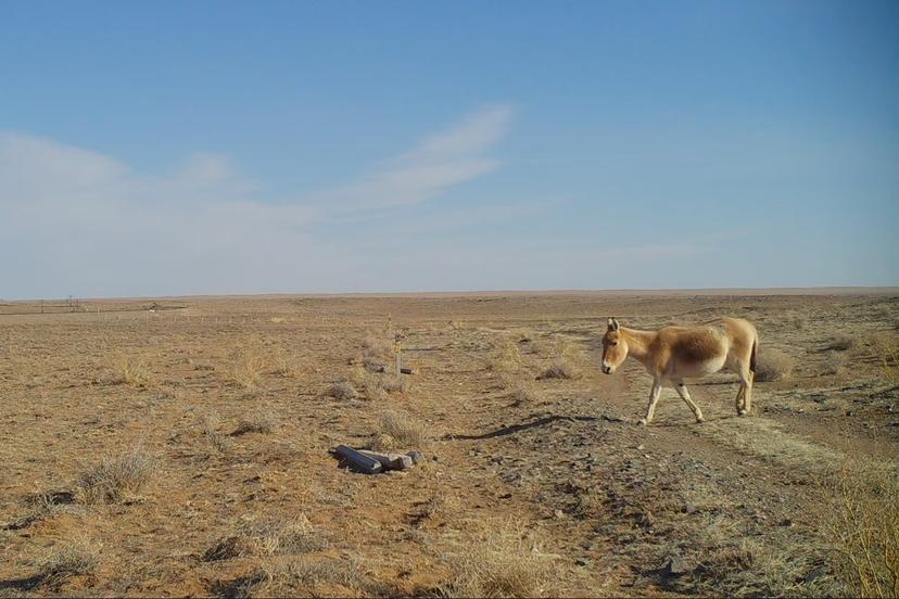 The first khulan to cross into the eastern steppe in Mongolia in 65 years © WCS Mongolia