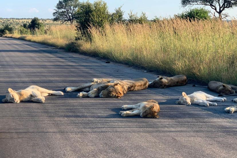 Kruger's lions are checking out new places to take a nap © Richard Sowry/Kruger National Park