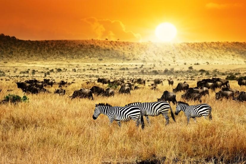 African landscape. Zebras herd and antelopes wildebeest at sunset, Kenya
