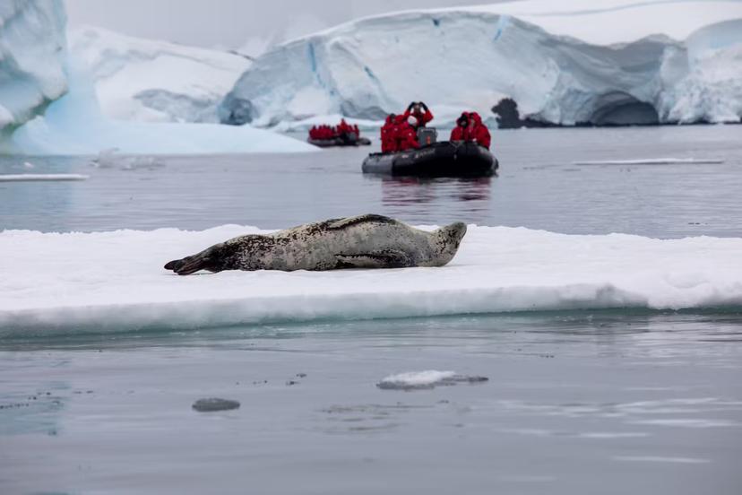 Leopard seal on ice flow Crystal Sound Antarctic Pennisula.