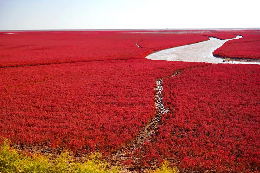 China’s remarkable red wildflower beach is blossoming © Riverwill / iStock / Getty Images Plus