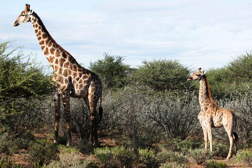 Nigel the dwarf giraffe in Namibia beside a regular adult male © Emma Wells, GCF