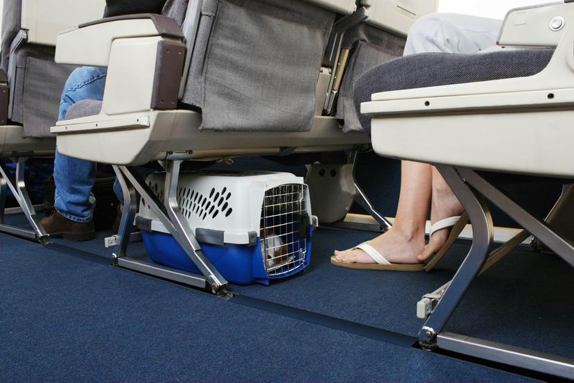 Passenger traveling with their pet dog.  Pet carrier is stowed under the seat.