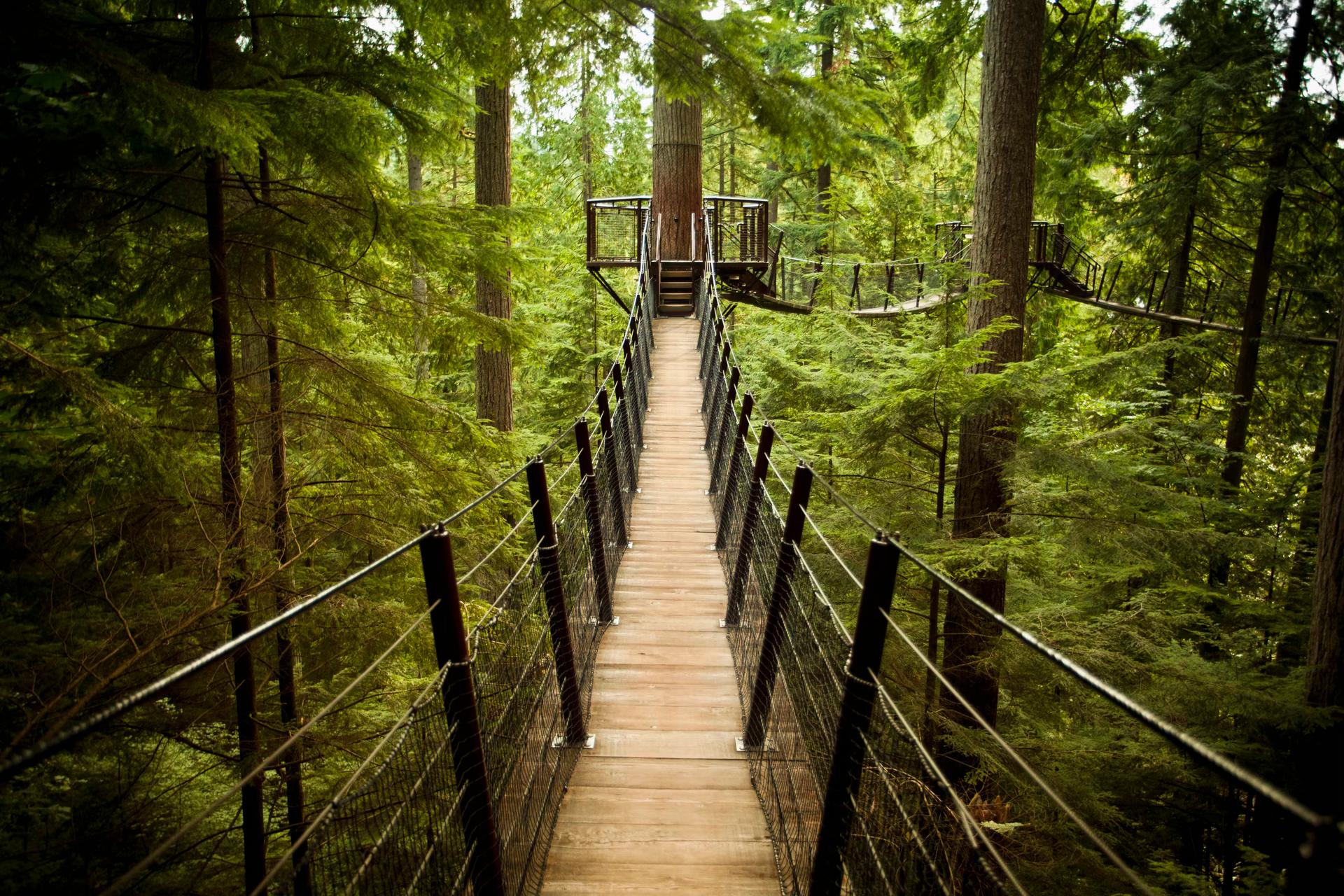 A suspension bridge hangs in a dense green forest. 