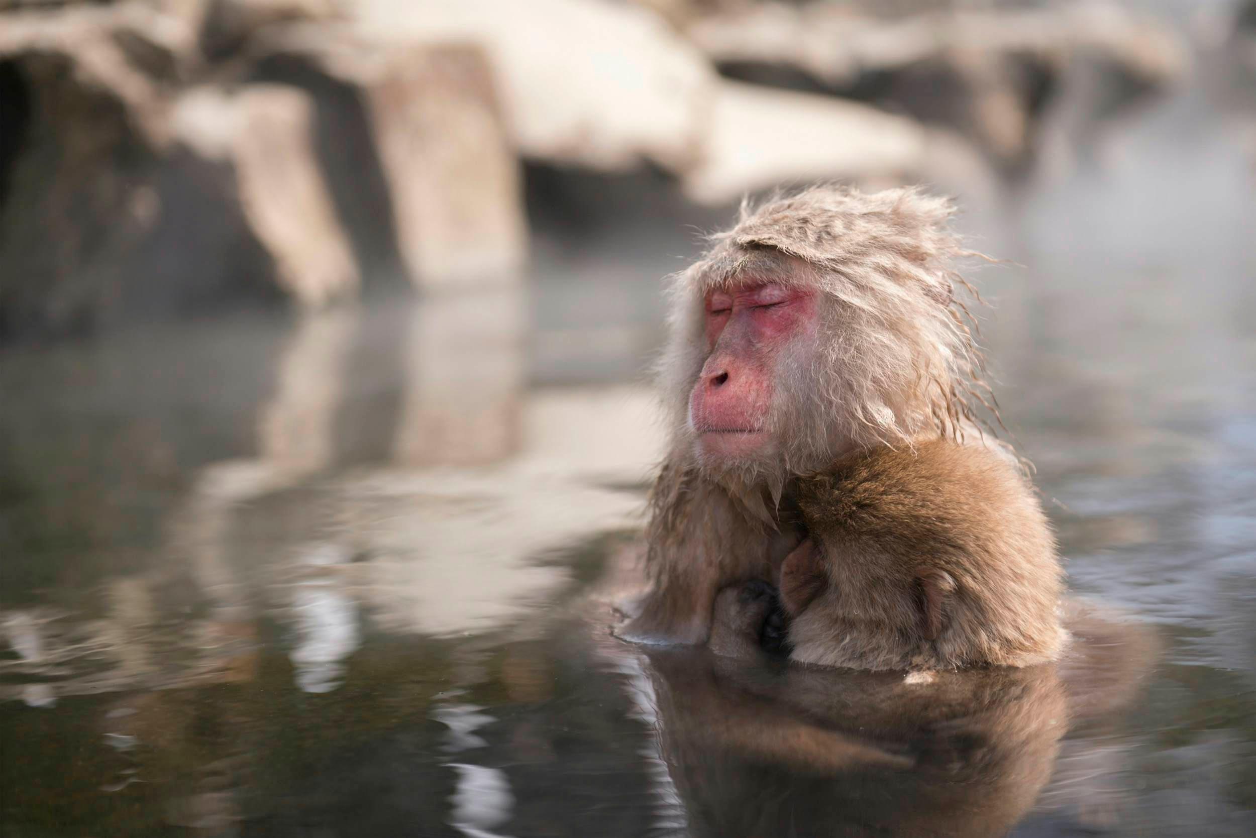 A wild monkey enters a hot spring in Nagano