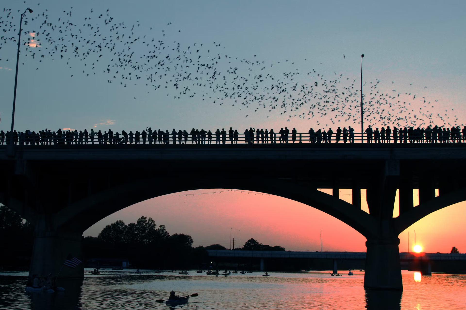 Bats nesting underneath Congress Avenue Bridge take flight at night in Austin during sunset