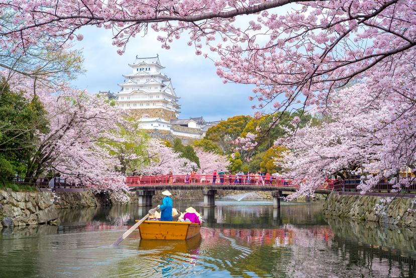 Himeji Castle with beautiful cherry blossom in spring season.