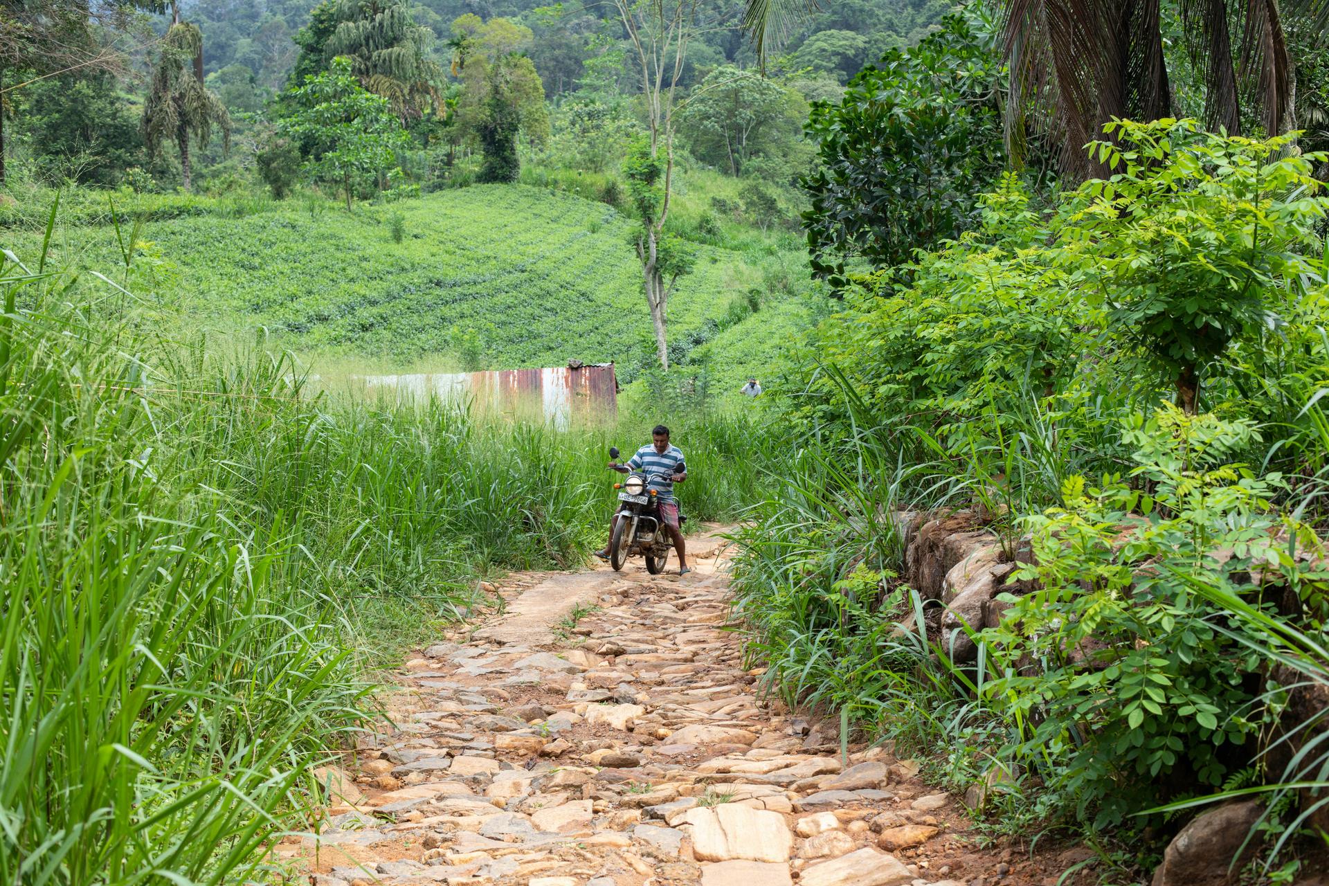 A young local man navigates his motorcycle up the single rural, uneven road in the small town of Deniyaya in Sri Lanka. The small road is surrounded by greenery.