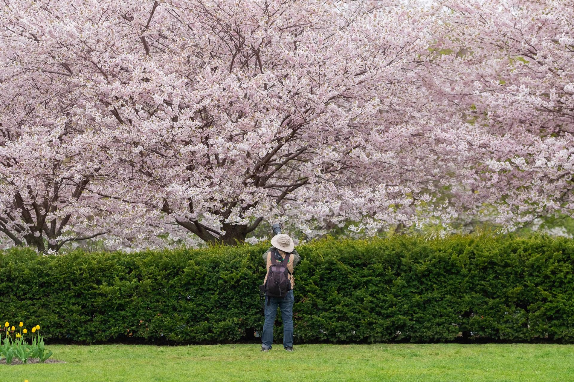 Photographer taking pictures of cherry blossoms in full bloom with white and pink flowers in High Park