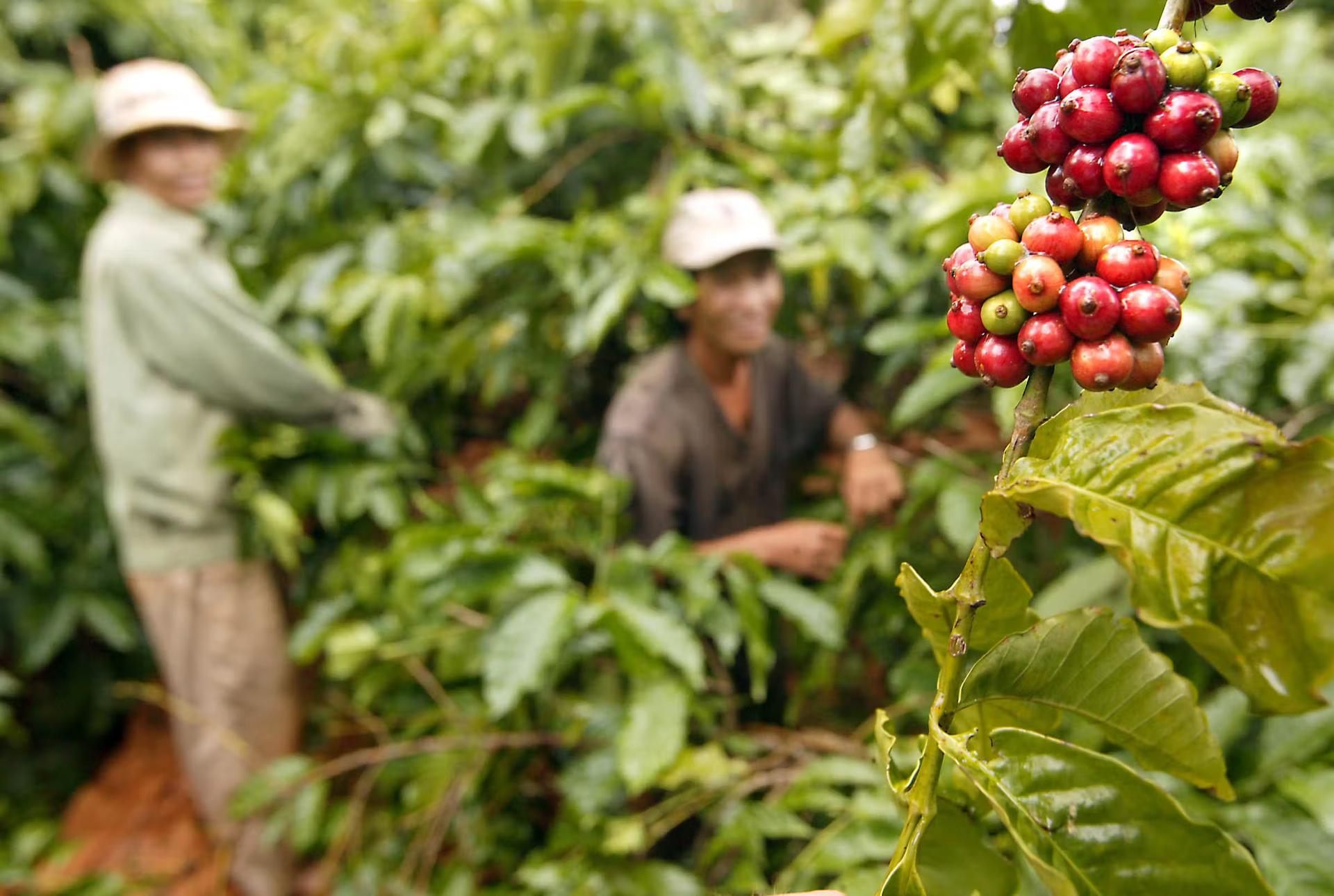 Plantagearbetare plockar mogna kaffekörsbär under skördesäsongen i Buon Ma Thuot, Vietnam.