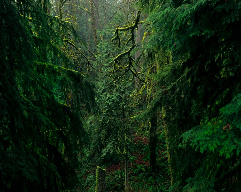 A section of Forest Park in Portland, Oregon. 5100 acres of old and second-growth temperate forest residing within city limits provide a welcome escape into its lushly green expanse.