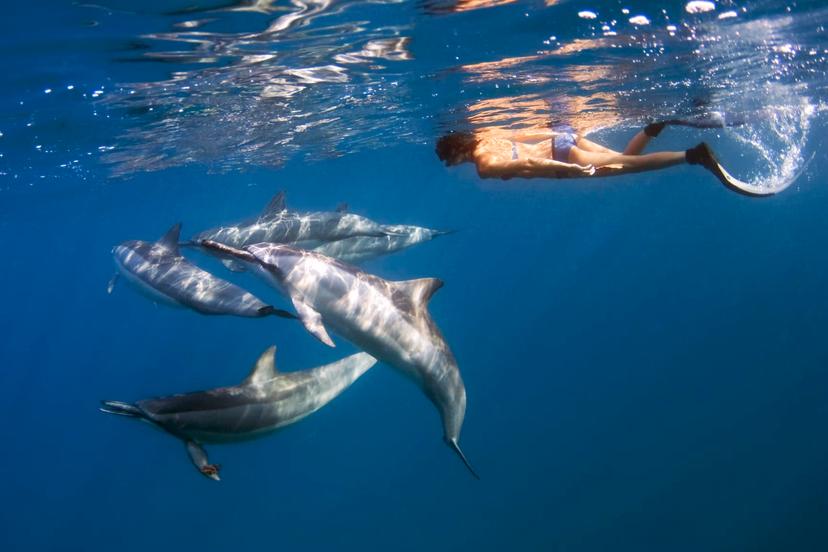 US lawmakers have banned up-close encounters with Hawaii's spinner dolphins ©Getty Images
