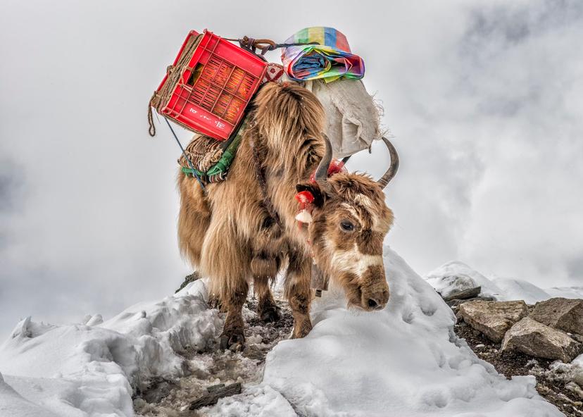 A yak carries supplies to base camp.