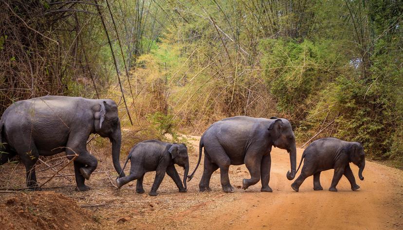 Elephants crossing a dirt road in Sri Lanka.