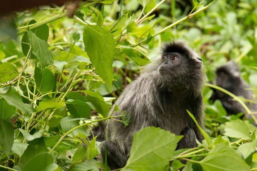 Silver leaf monkey in the jungle of Bako National Park.
