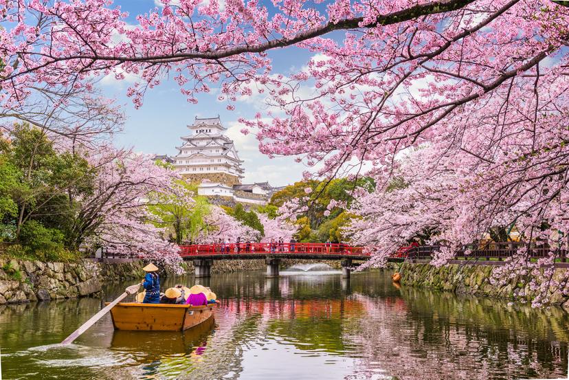 A boat travels under cherry blossoms during spring with the Himeji Castle in the background.