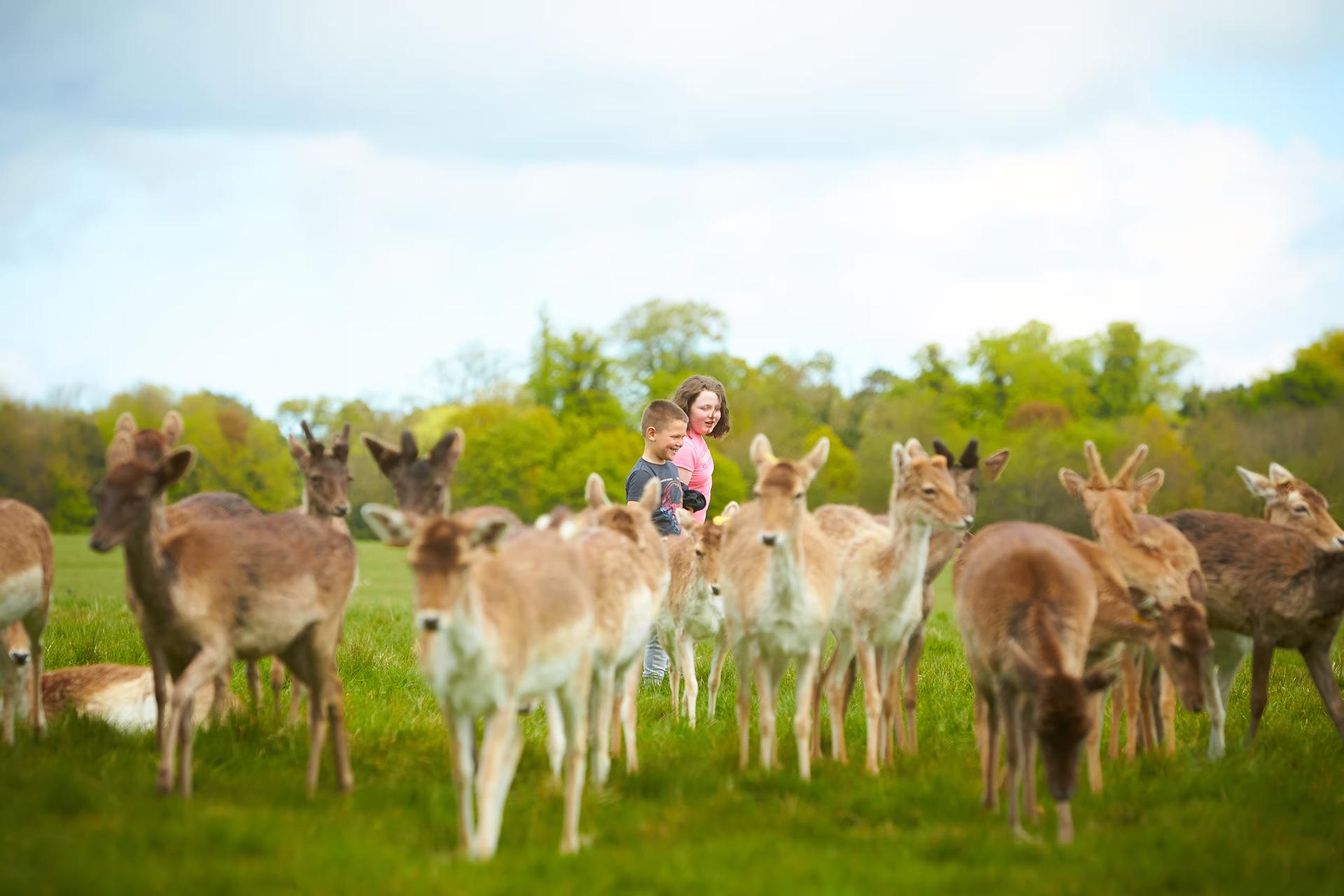 A boy and a girl wander through a group of wild deer, Phoenix Park, Dublin, Ireland