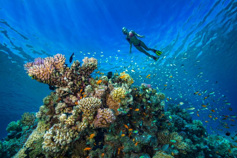A female snorkeler swims above a coral reef near Hurghada.
