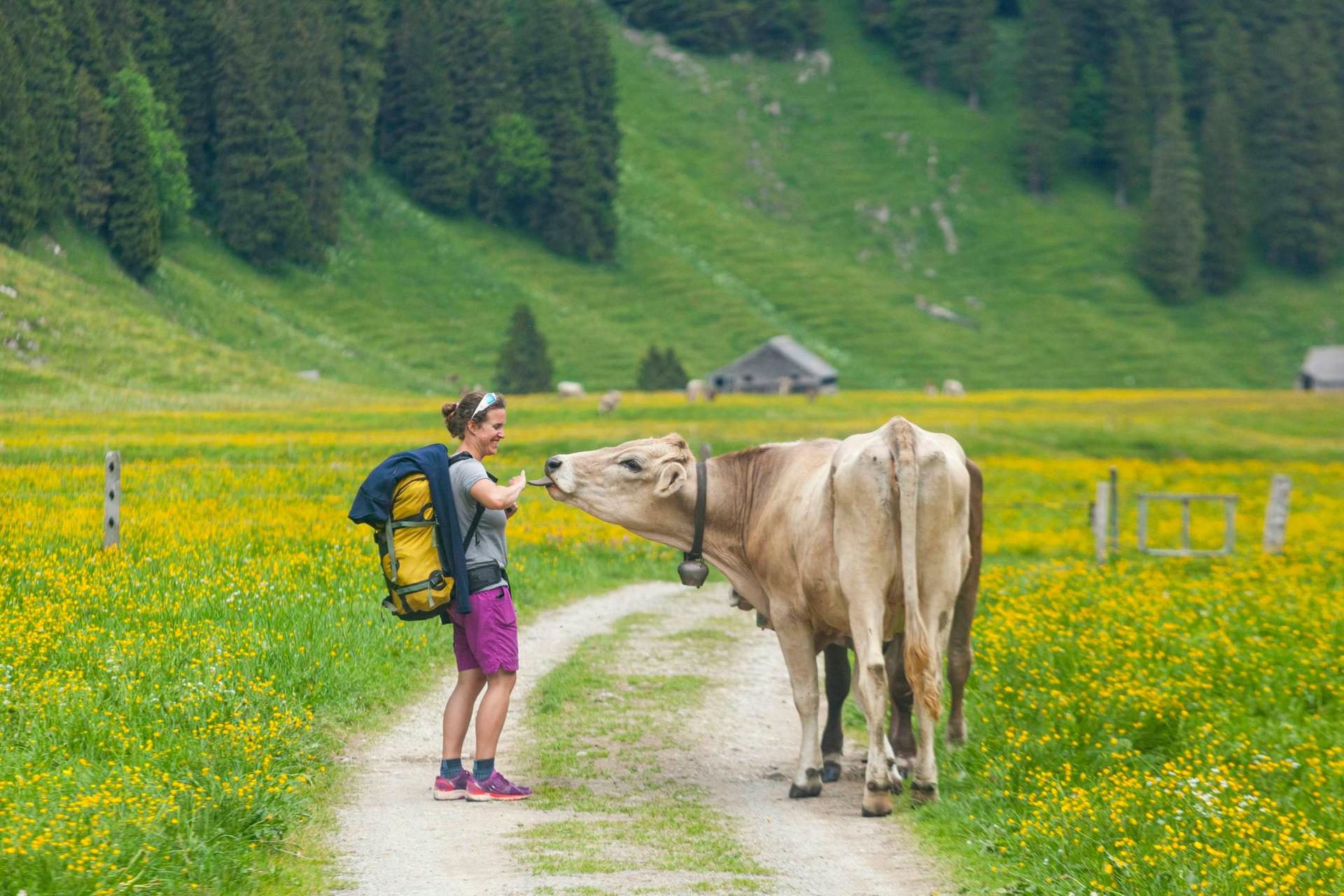 Cow licks hiker on rural road in Appenzell, Switzerland