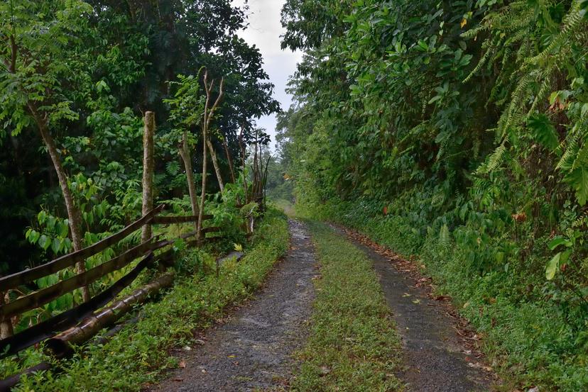A Ecclesdown Road in Holywell National Park in Jamaican rainforest, a world famous birding spot