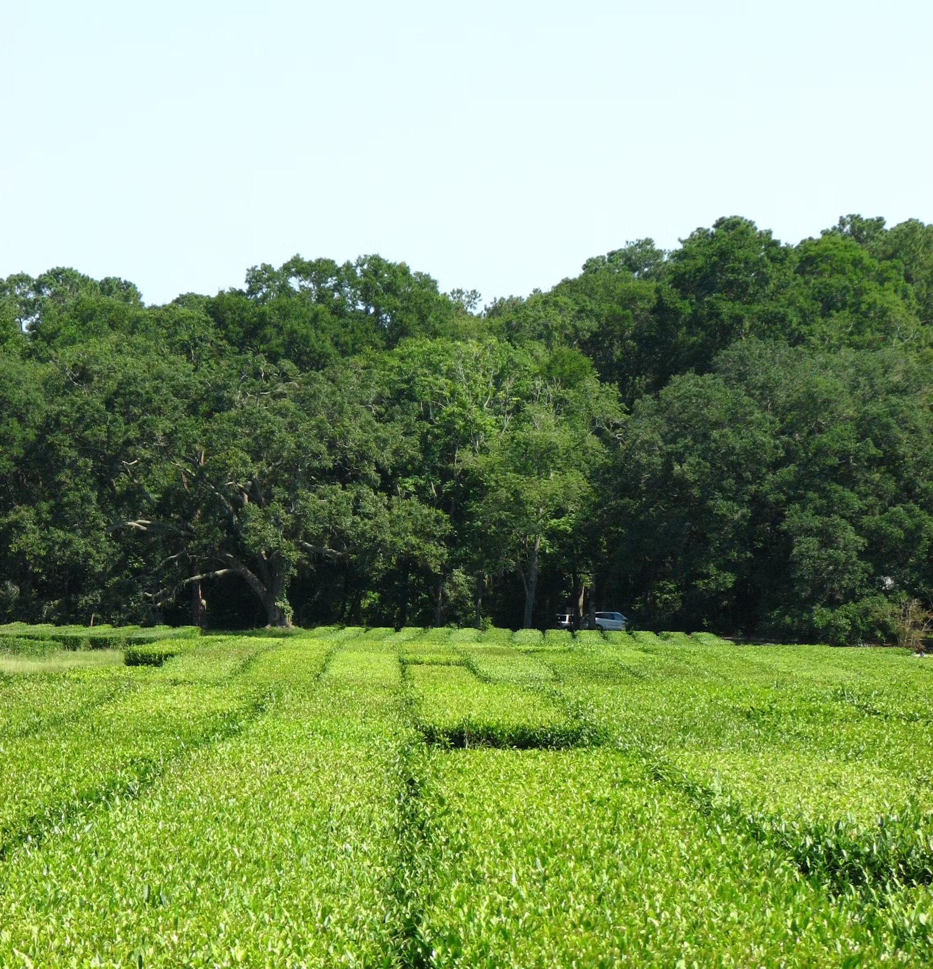 Teplantage i Charleston, South Carolina