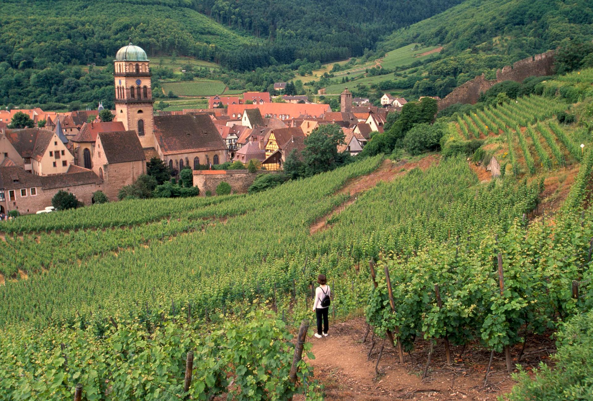 Person som går genom vingårdar runt Kaysersberg, Frankrike