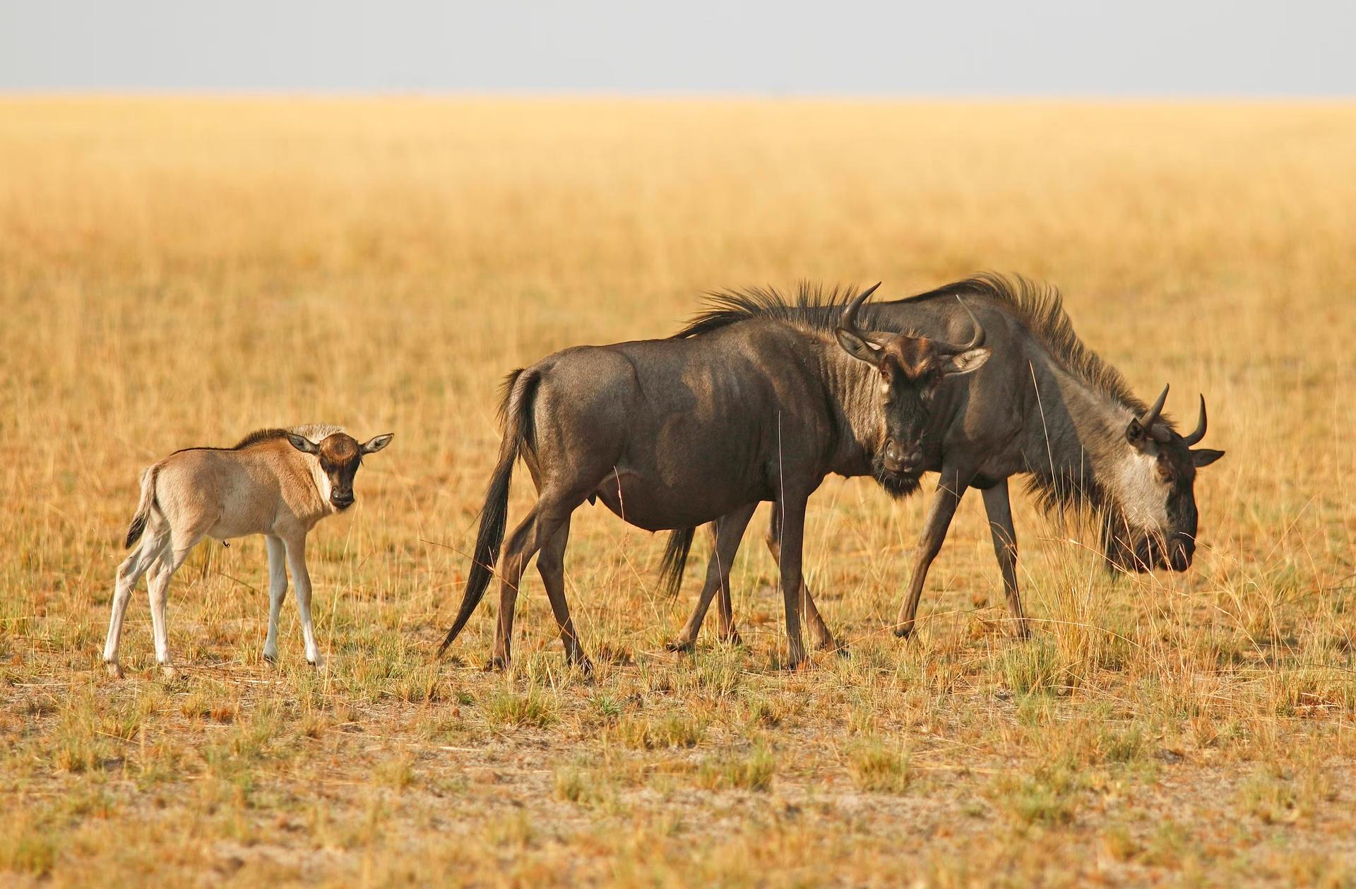 Gnu med kalv (Connochaetes) i den gräsbevuxna savannen, Liuwa Plain National Park, Zambia