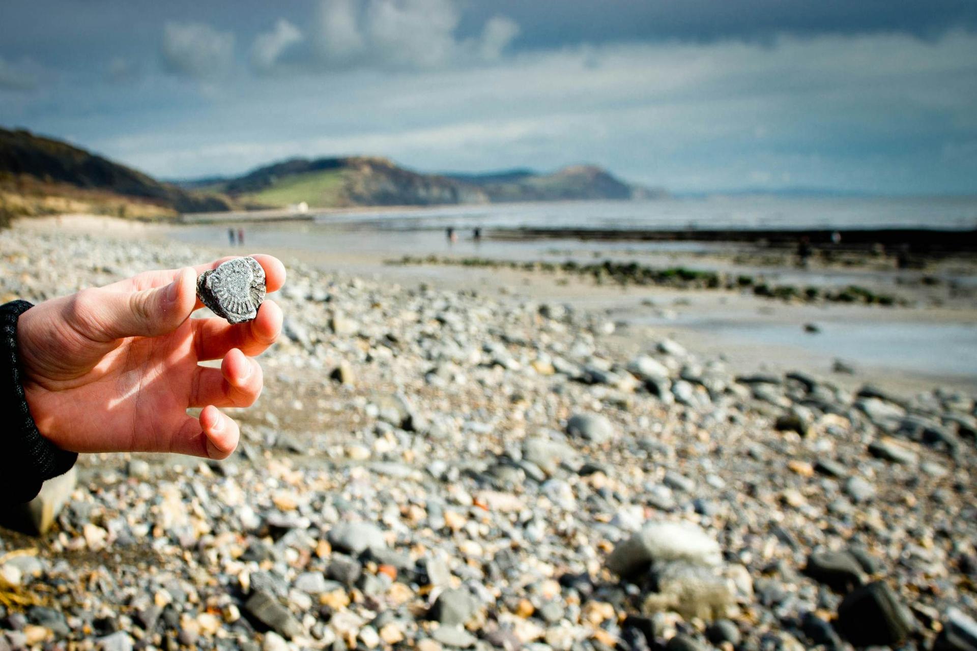 Hand som håller ett ammonitfossil hittat i klipporna på stranden mellan Lyme Regis och Charmouth.