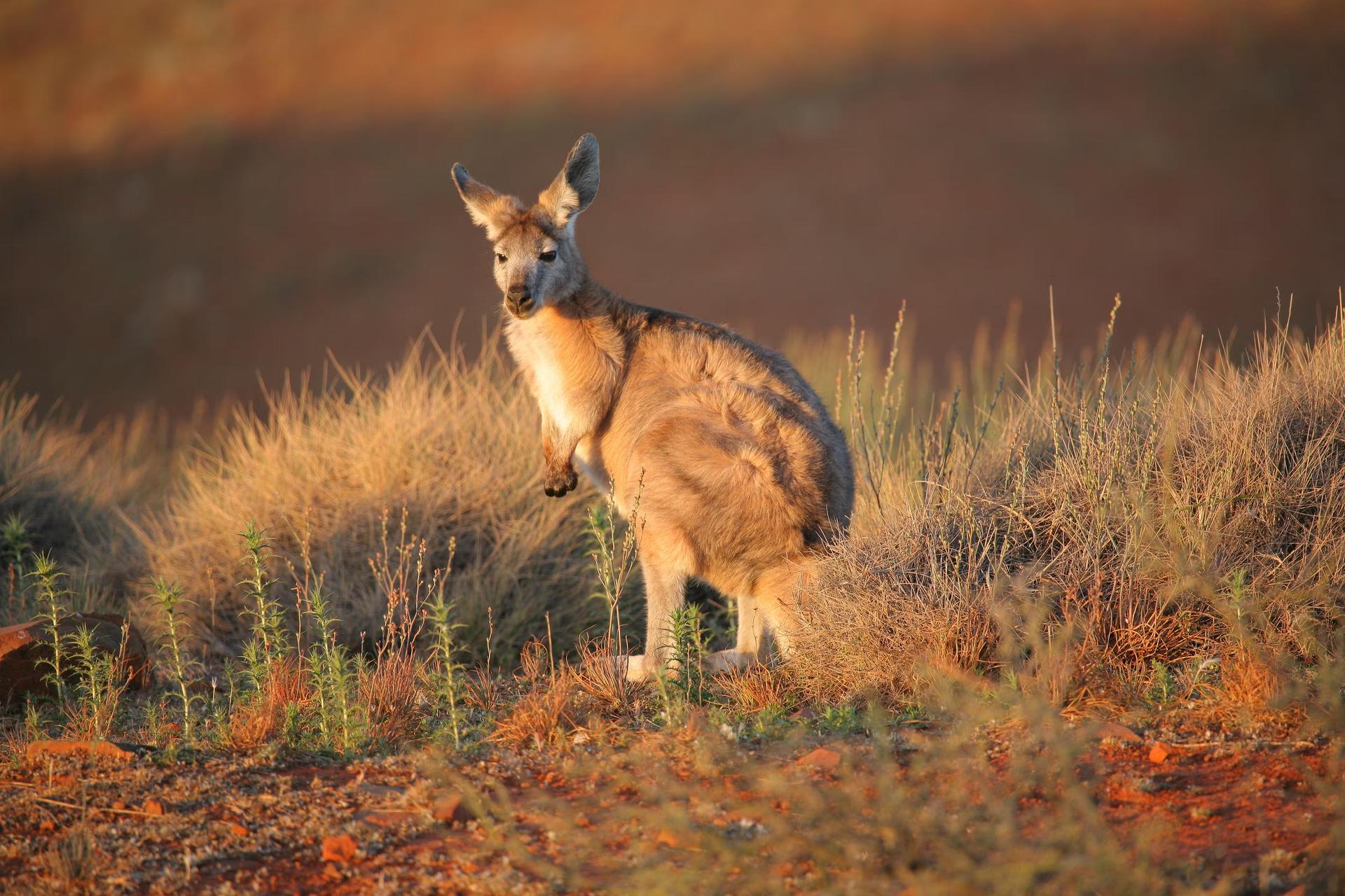 Kangaroo in the wild in the Flinders Ranges. South Australia.