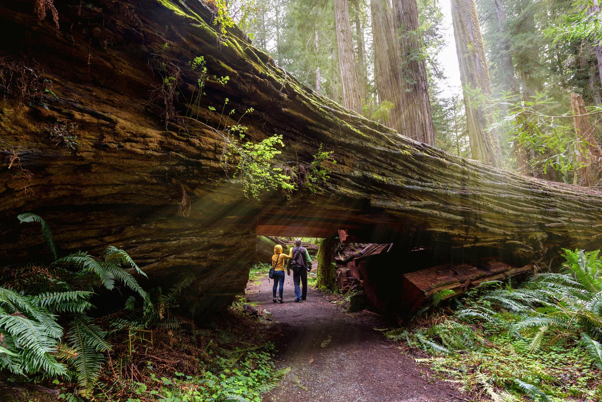 tourists hiking in Redwood National Park, California