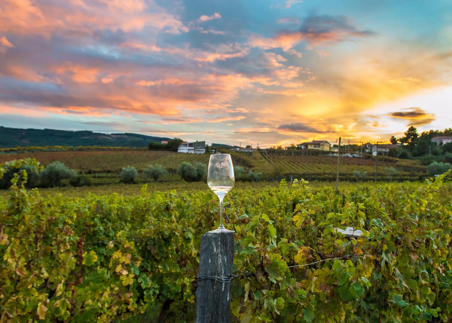wineglass in a vineyard during a dramatic sunset with colorful clouds and beautiful colorful grape vines.