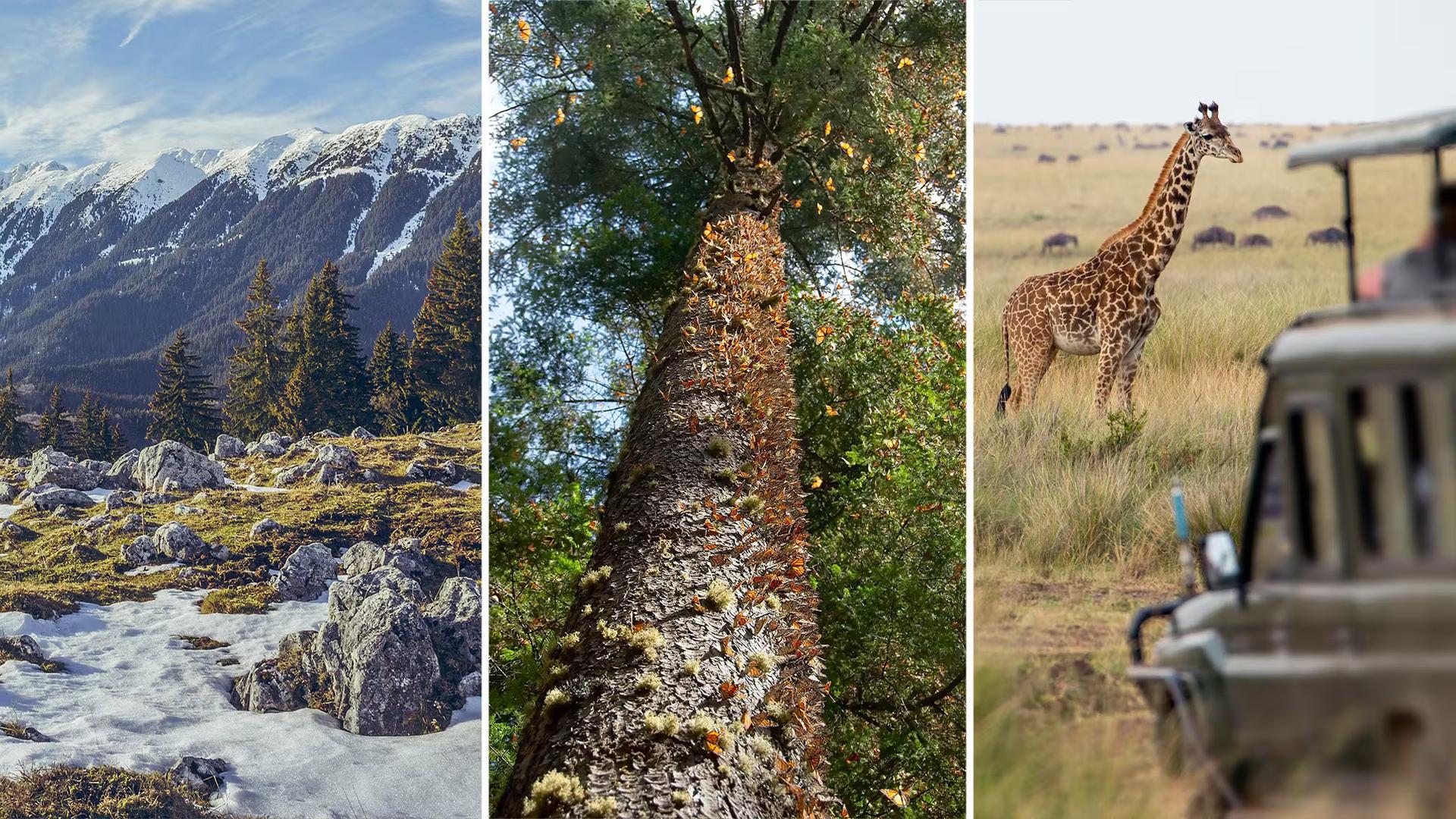 Zanoaga meadow in Romania, hundreds of monarch butterflies in Michoacán, Mexico, and a giraffe seen on safari in Tanzania. 