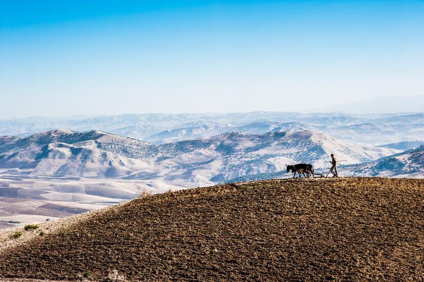 A farmer plowing with his donkey in the mountainous High Atlas.