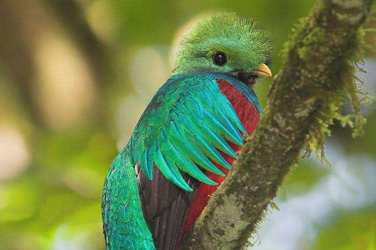 Features - quetzal