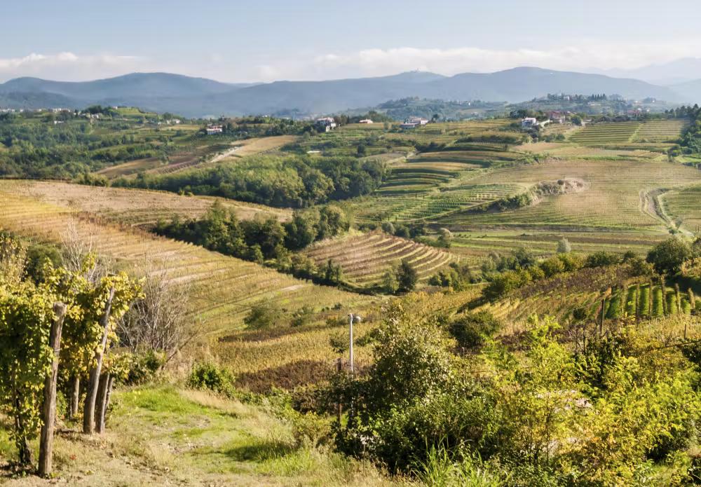Vineyard landscape in Collio.