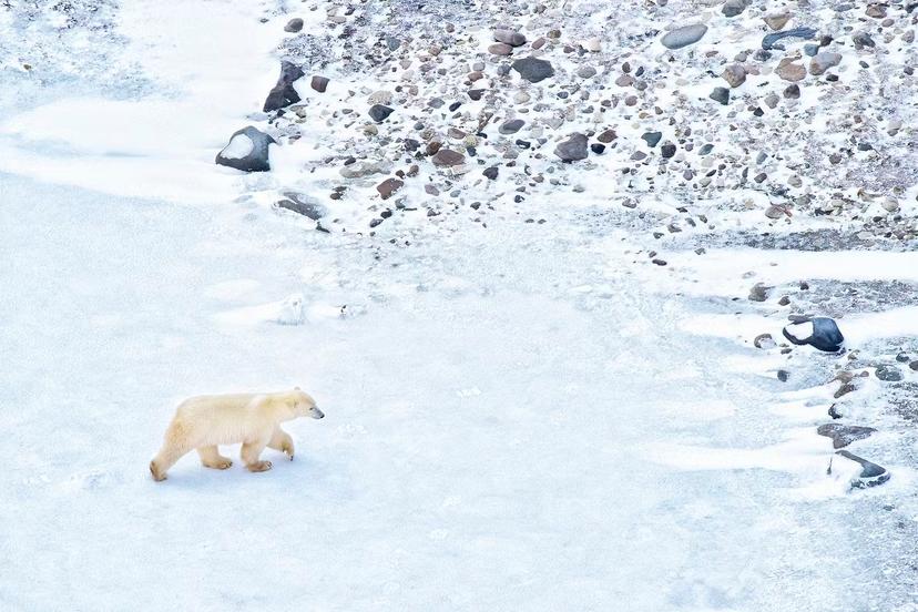 Polar bears: close encounters of the furred kind in Canada