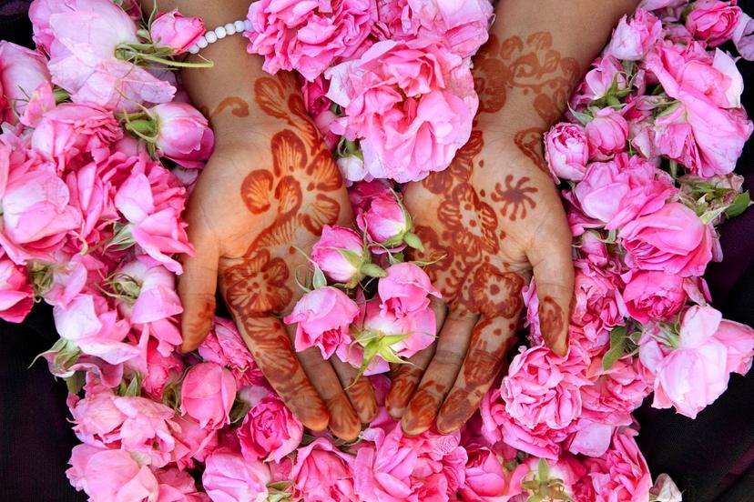 LPT Morocco May 2016 - Fresh roses in the hands of Latifa Abrouch, a local young woman who picks them. The hand decoration is henna, used to decorate for festive occasions and also to aid healing. The black netting seen under the roses is a fine collecting bag used when picking; to shade the buds from the sun and to prevent bruising to the petals.