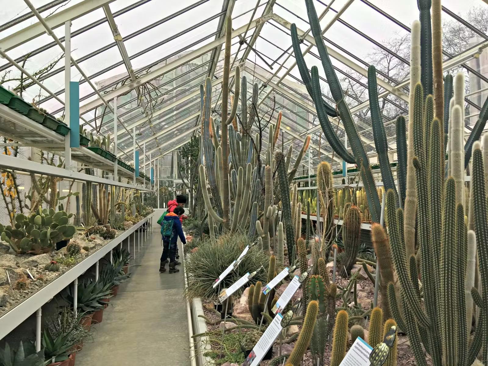 Two people look at giant cacti at the Succulent Plant Collection in Zürich, Switzerland
