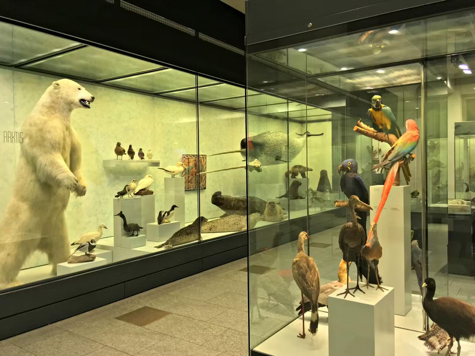 Stuffed animals, including a polar bear, in display cases at the Zoological Museum in Zürich, Switzerland