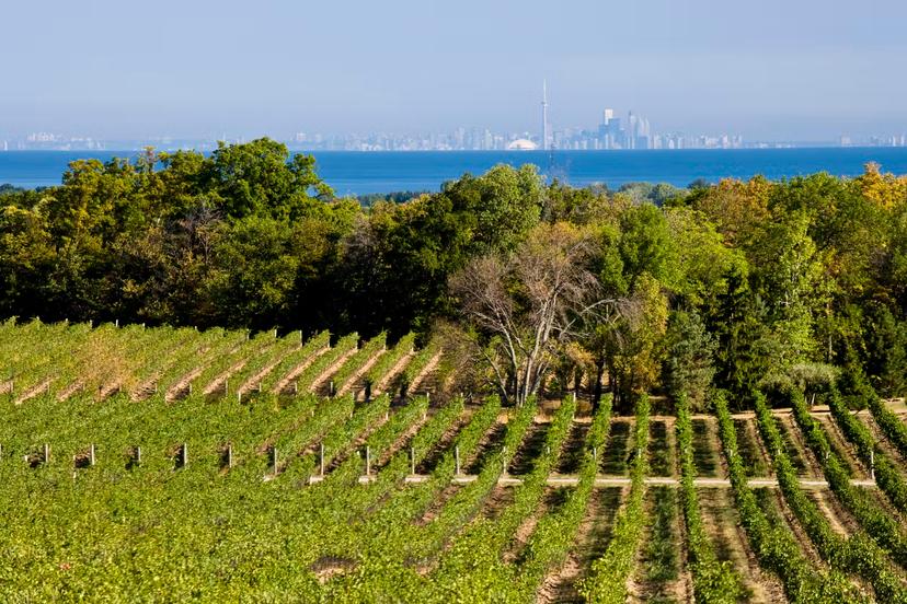 A vinyard with rows of grape vines is in the foreground, with a lake view behind. Far in the distance, on the other side of the lake, is the skyline of Toronto.