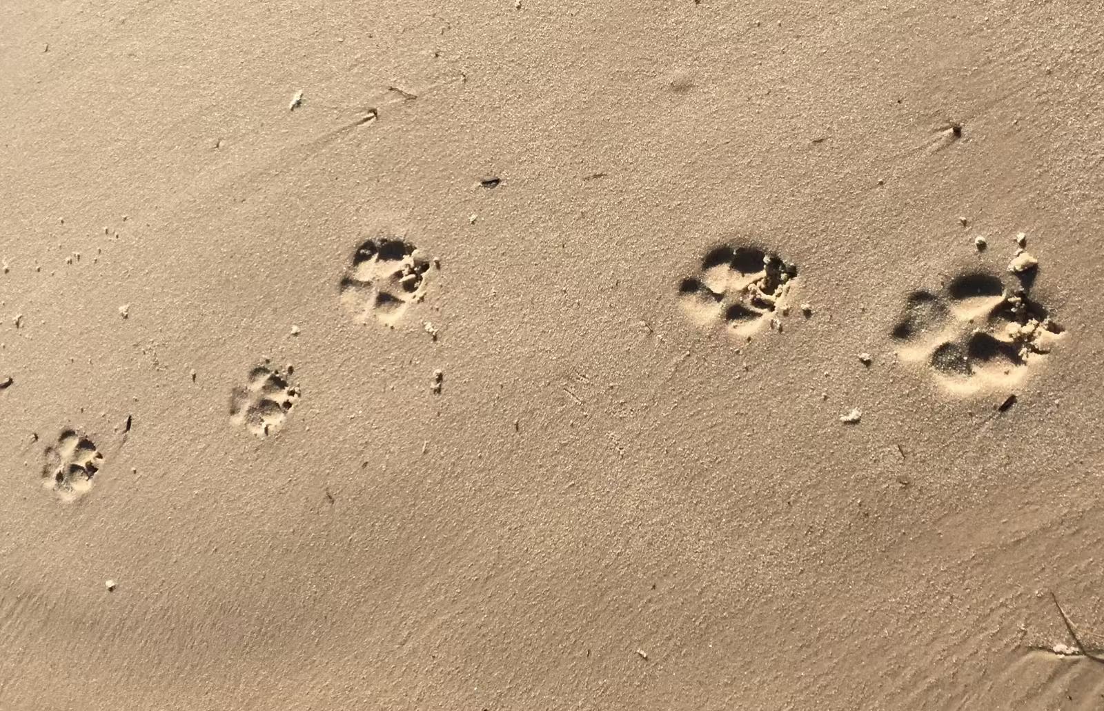 Five fresh hyena footprints perfectly preserved in wet sand © Matt Phillips / Lonely Planet