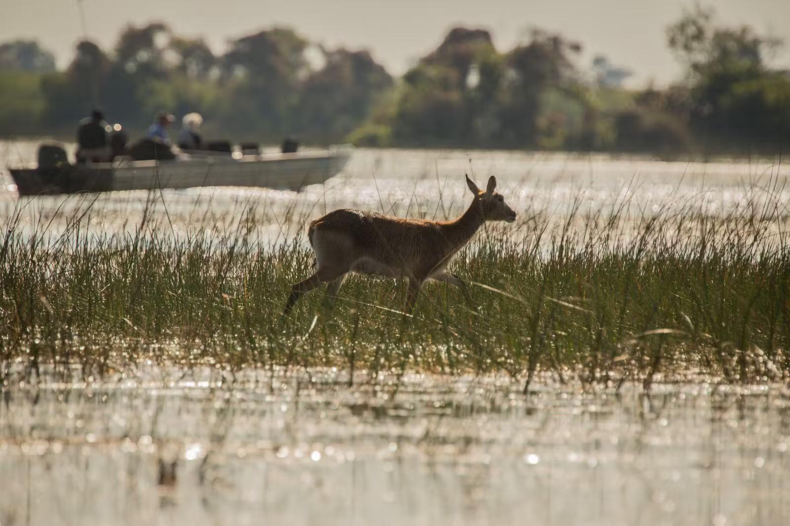 A lone red lechwe walks acoss a tiny bit of exposed grass above the water, with a safari boat in the distance © Janelle Lugge / Getty Images