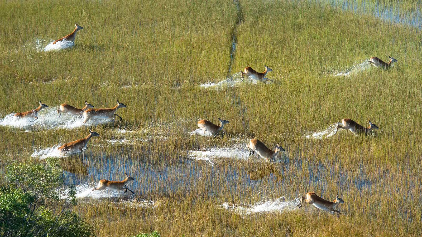 A herd of red lechwe antelope bound across the flooded grasslands of the delta © Radu Zaciu / Getty Images / Moment RF