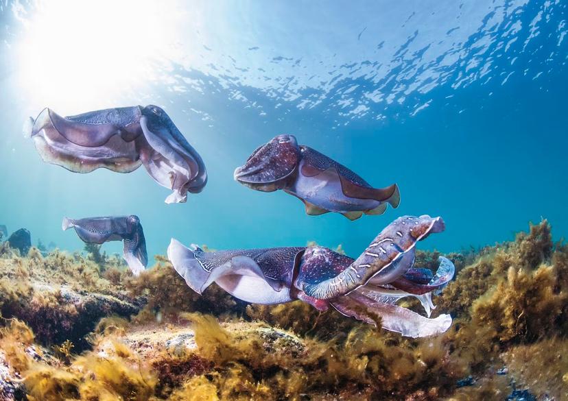 Cuttlefish at Stony Point in South Australia Carl Charter 
